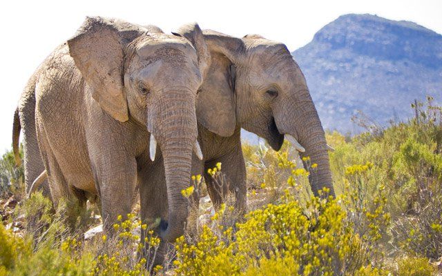 Aquila Sunrise Safari Adventure